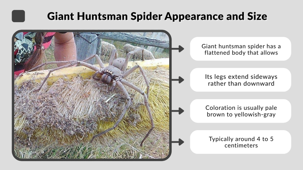 Giant Huntsman Spider Appearance and Size
