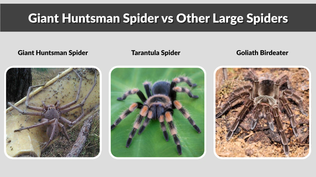 Giant Huntsman Spider vs Other Large Spiders