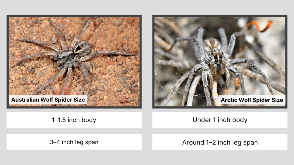 Giant Wolf Spider Species Around the World