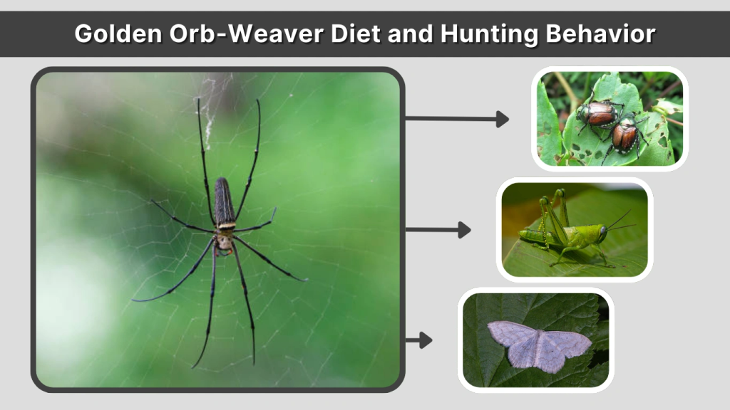 Golden Orb-Weaver Diet and Hunting Behavior