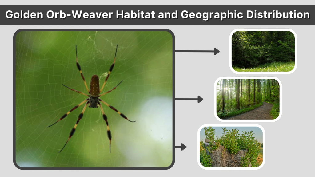 Golden Orb-Weaver Habitat and Geographic Distribution