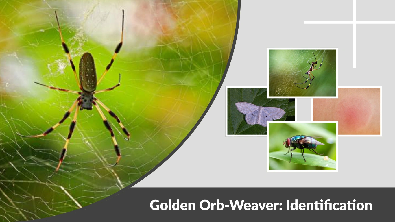 Golden Orb-Weaver Identification, Size, Bite & Golden Silk Facts