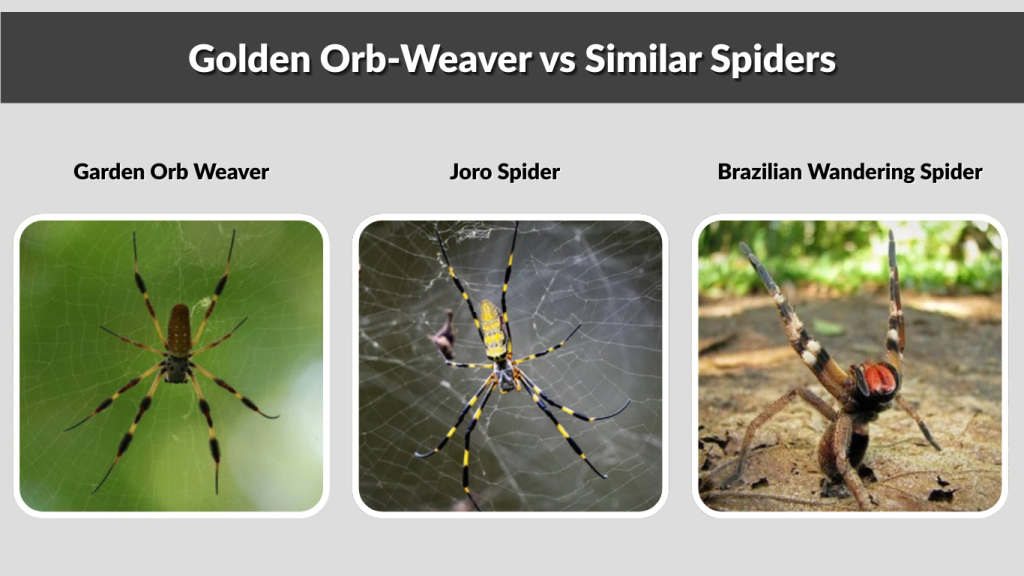 Golden Orb-Weaver vs Similar Spiders