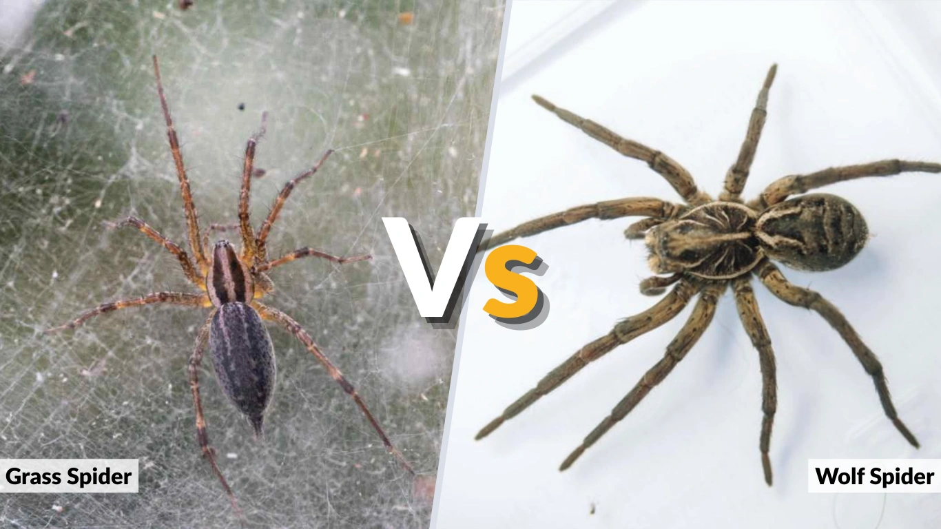 Grass Spider vs Wolf Spider Key Differences  Between Them 