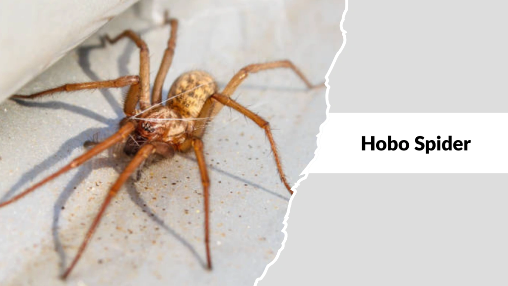 Hobo Spider