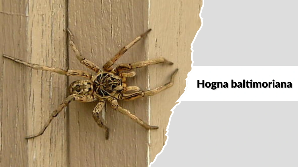 Hogna baltimoriana