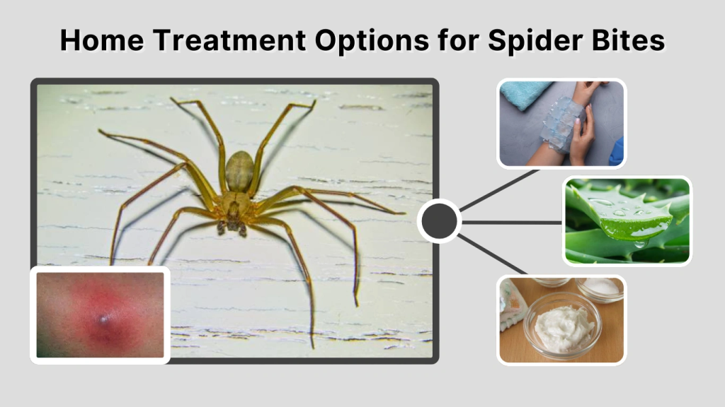 Home Treatment Options for Spider Bites