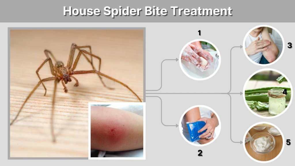 House Spider Bites: Symptoms, Treatment, and Prevention