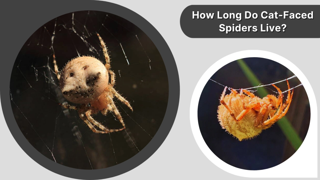 How Long Do Cat-Faced Spiders Live