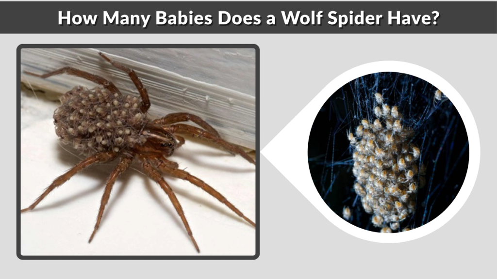 How Many Babies Does a Wolf Spider Have