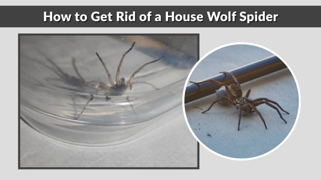 How to Get Rid of a House Wolf Spider
