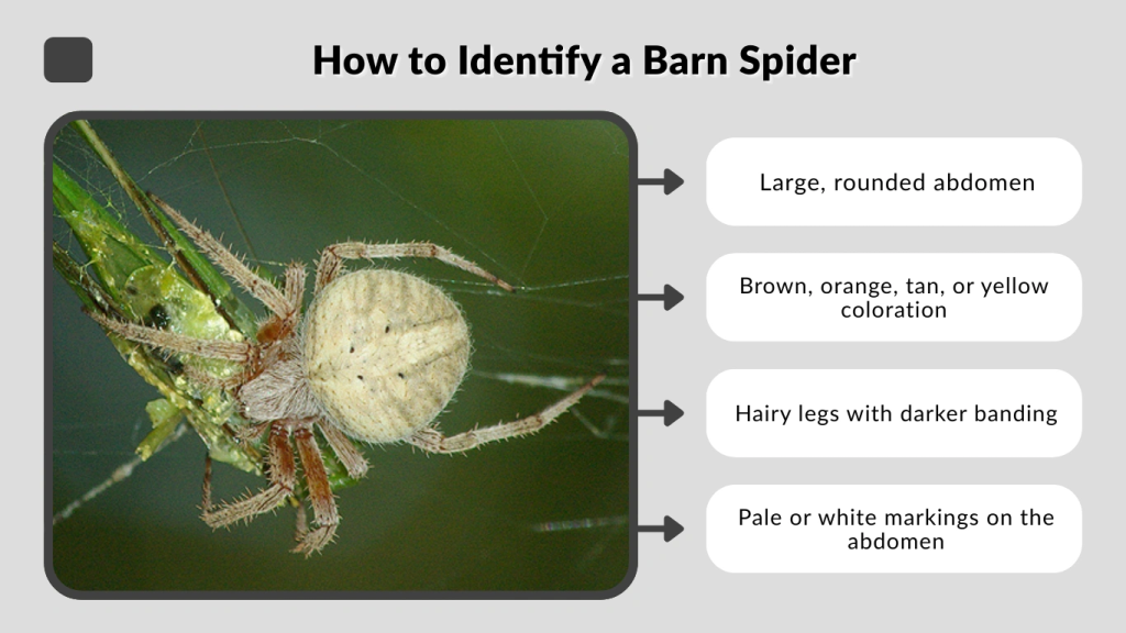 How to Identify a Barn Spider
