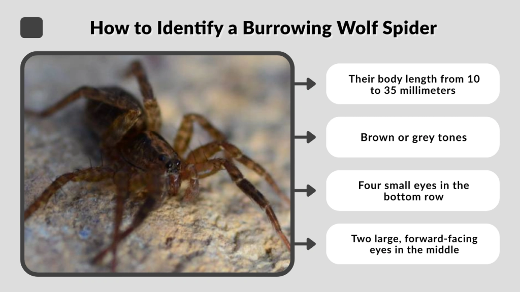 How to Identify a Burrowing Wolf Spider