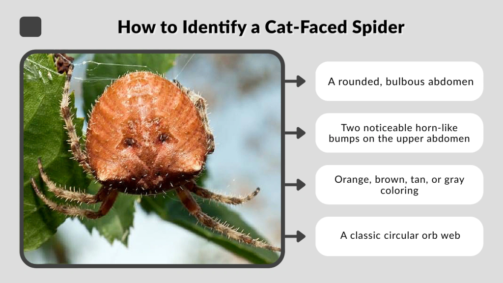 How to Identify a Cat-Faced Spider