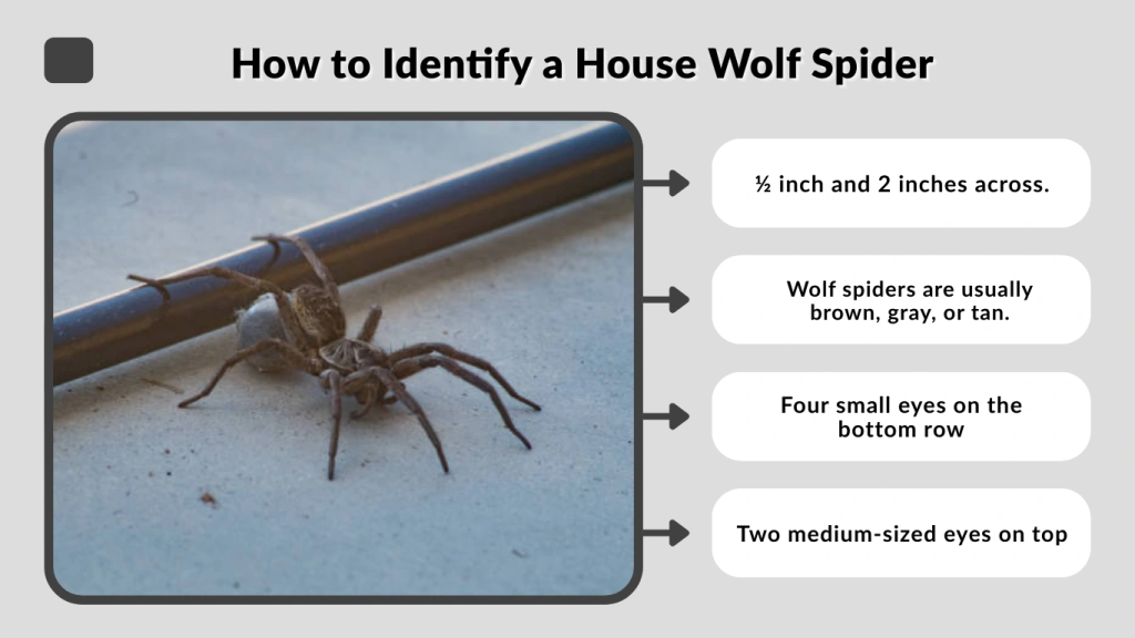 How to Identify a House Wolf Spider
