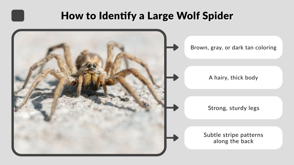 How to Identify a Large Wolf Spider