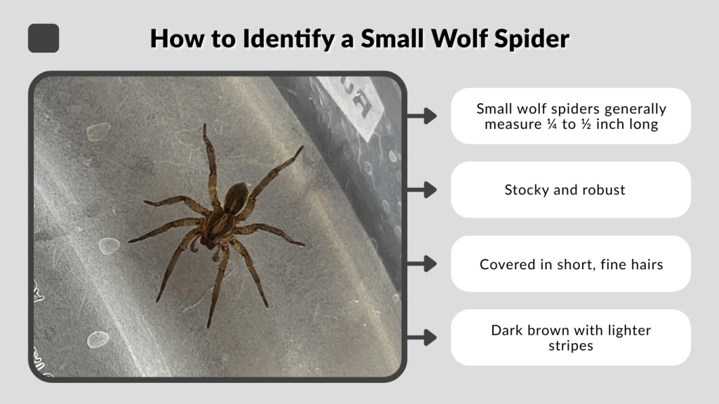 How to Identify a Small Wolf Spider