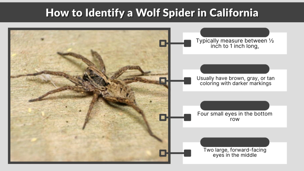 How to Identify a Wolf Spider in California