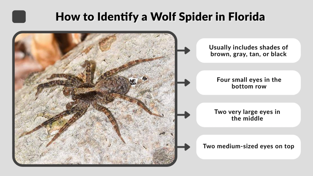 How to Identify a Wolf Spider in Florida