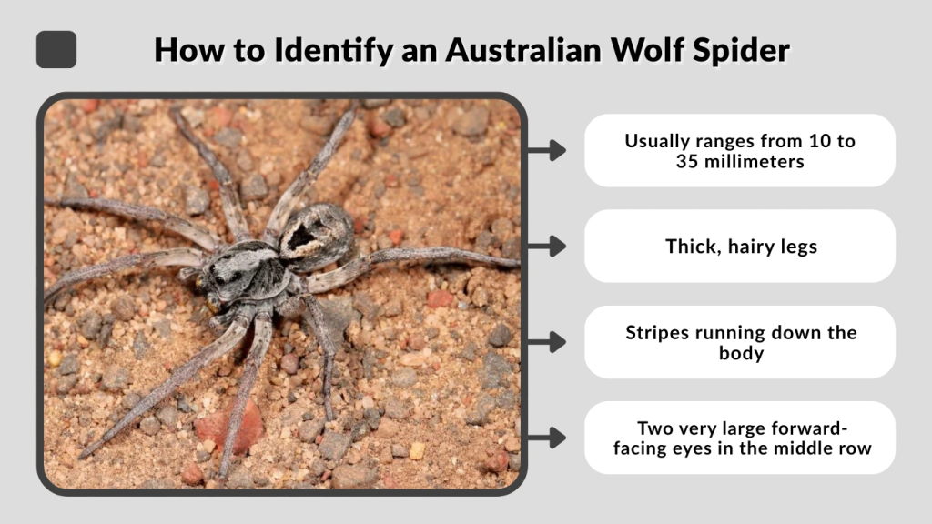 How to Identify an Australian Wolf Spider