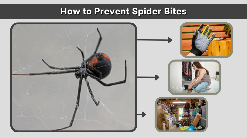 How to Prevent Spider Bites