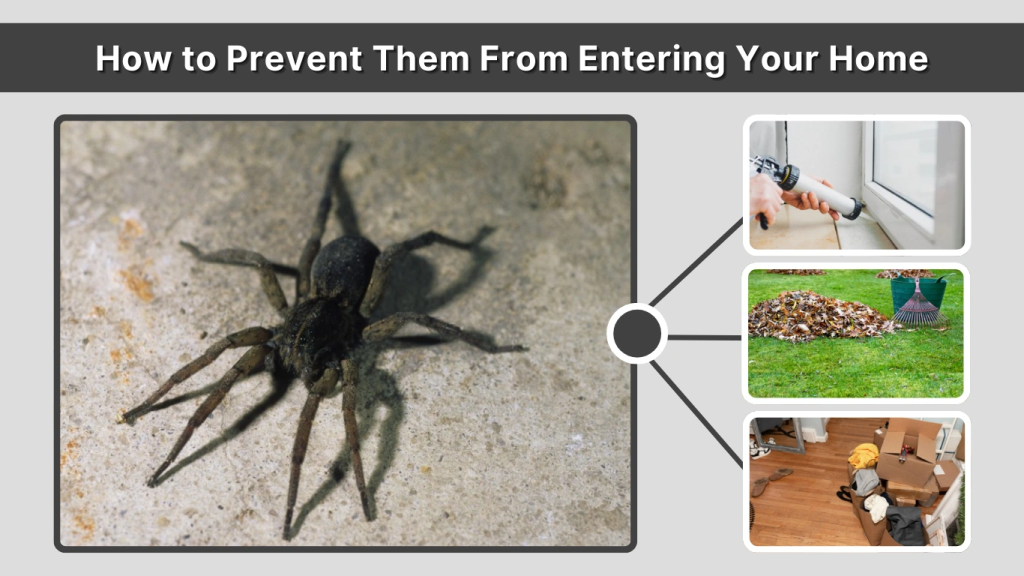 How to Prevent Them From Entering Your Home