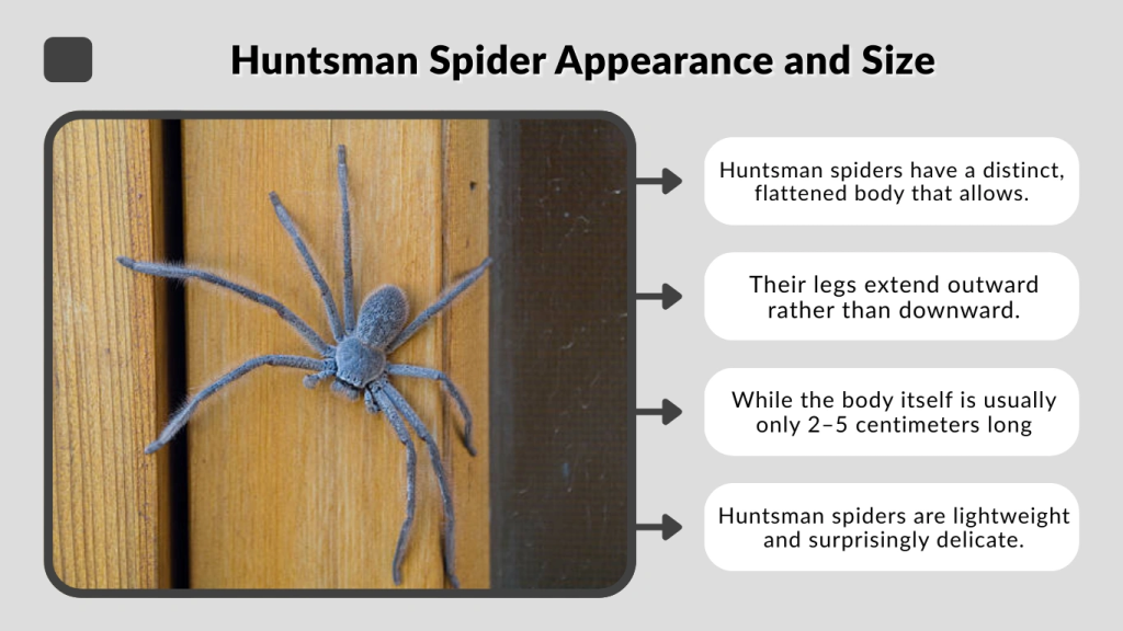 Huntsman Spider Appearance and Size