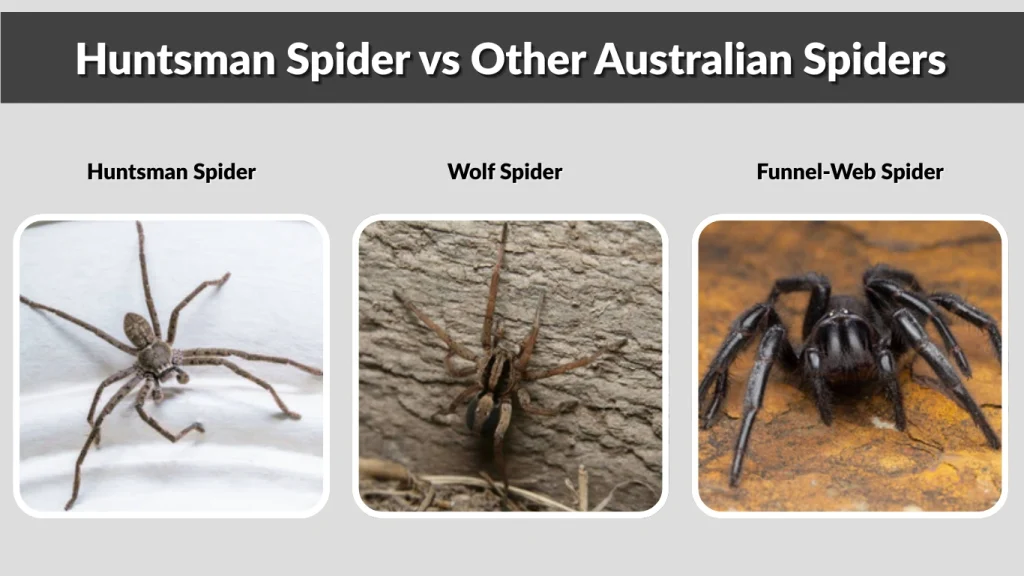 Huntsman Spider vs Other Australian Spiders