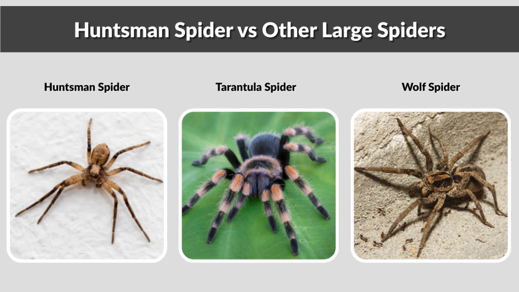 Huntsman Spider vs Other Large Spiders