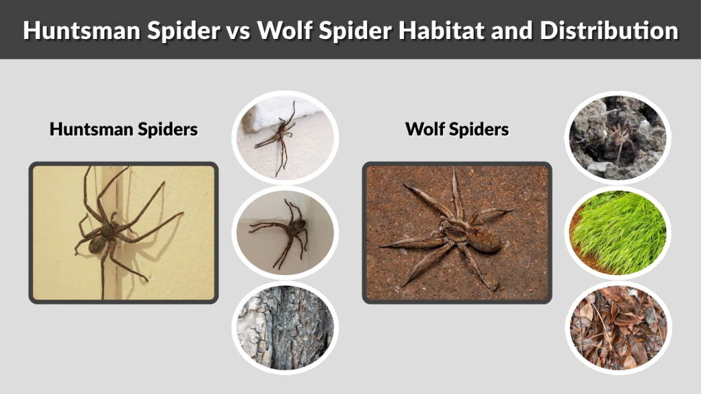 Huntsman Spider vs Wolf Spider Habitat and Distribution