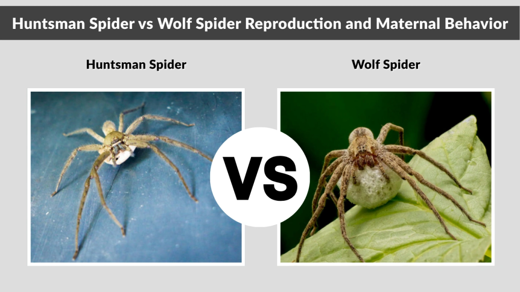 Huntsman Spider vs Wolf Spider Reproduction and Maternal Behavior