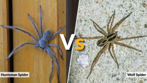 Huntsman Spider vs Wolf Spider What’s the Difference