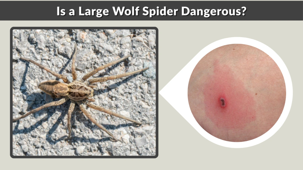 Is a Large Wolf Spider Dangerous