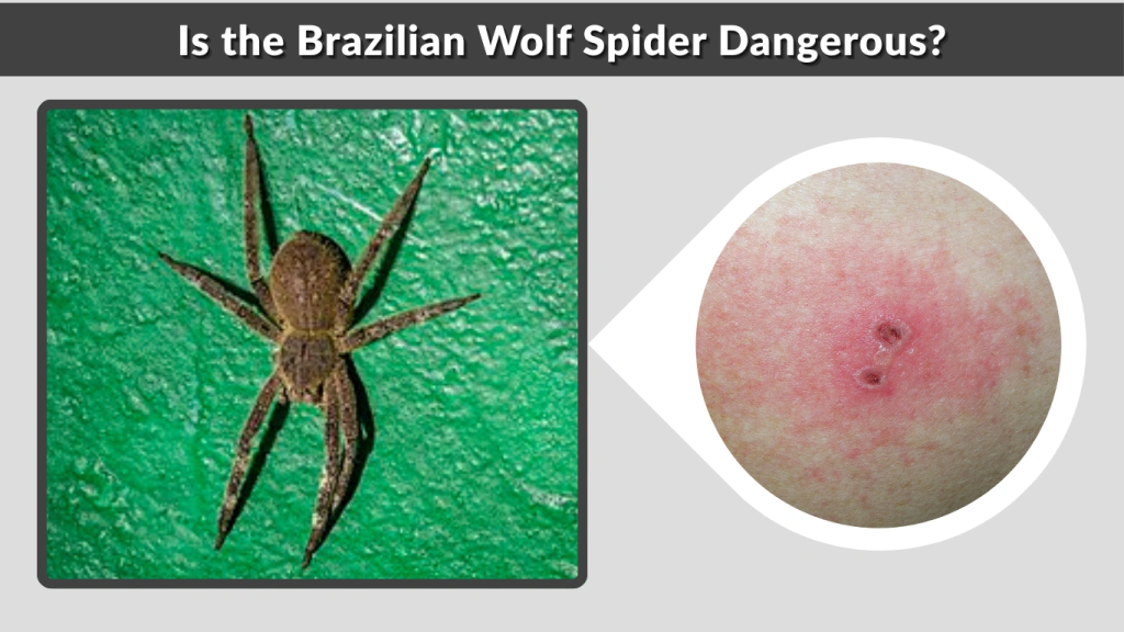 Is the Brazilian Wolf Spider Dangerous