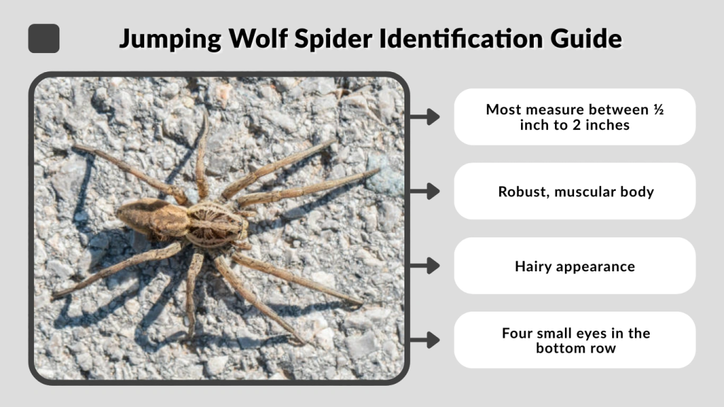 Jumping Wolf Spider Identification Guide