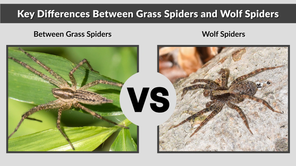 Key Differences Between Grass Spiders and Wolf Spiders