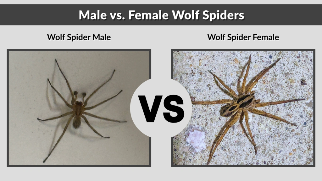 Male vs. Female Wolf Spiders