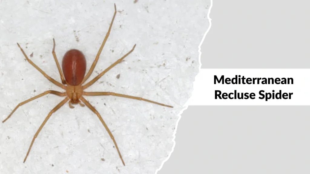 Mediterranean Recluse Spider
