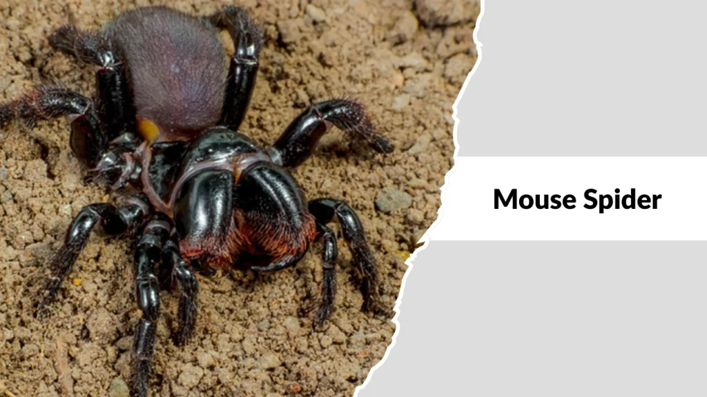 Mouse Spider