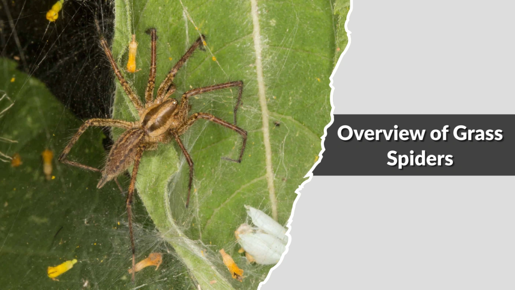 Overview of Grass Spiders