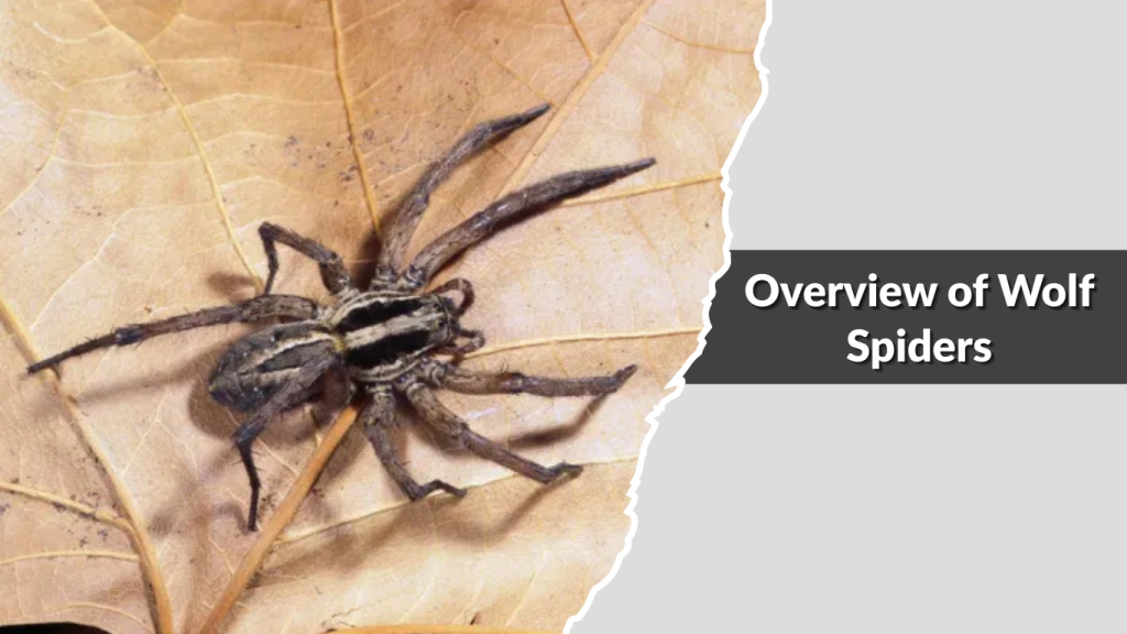 Overview of Wolf Spiders