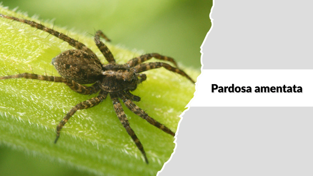 Pardosa amentata