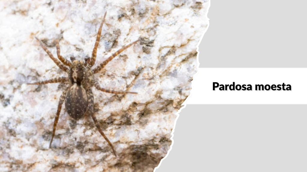 Pardosa moesta