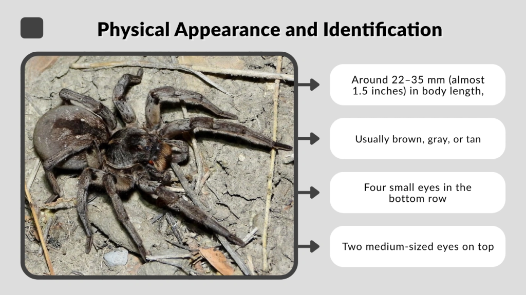 Physical Appearance and Identification