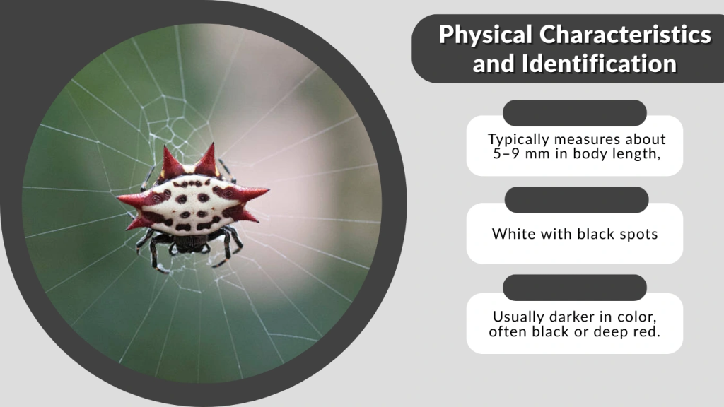 Physical Characteristics and Identification