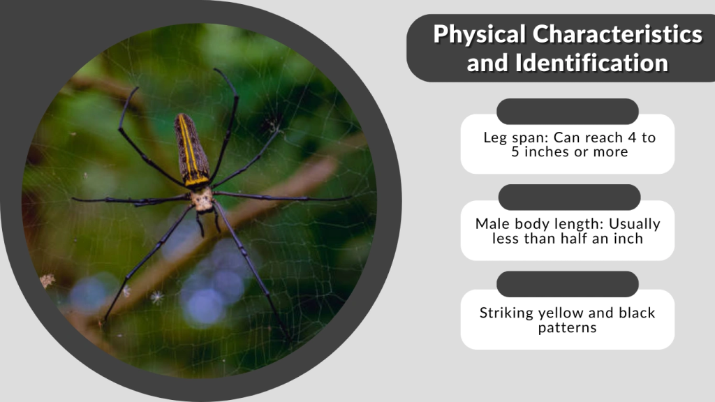 Golden Orb-Weaver Physical Characteristics and Identification (2)