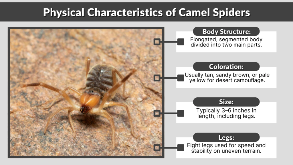 Physical Characteristics of Camel Spiders