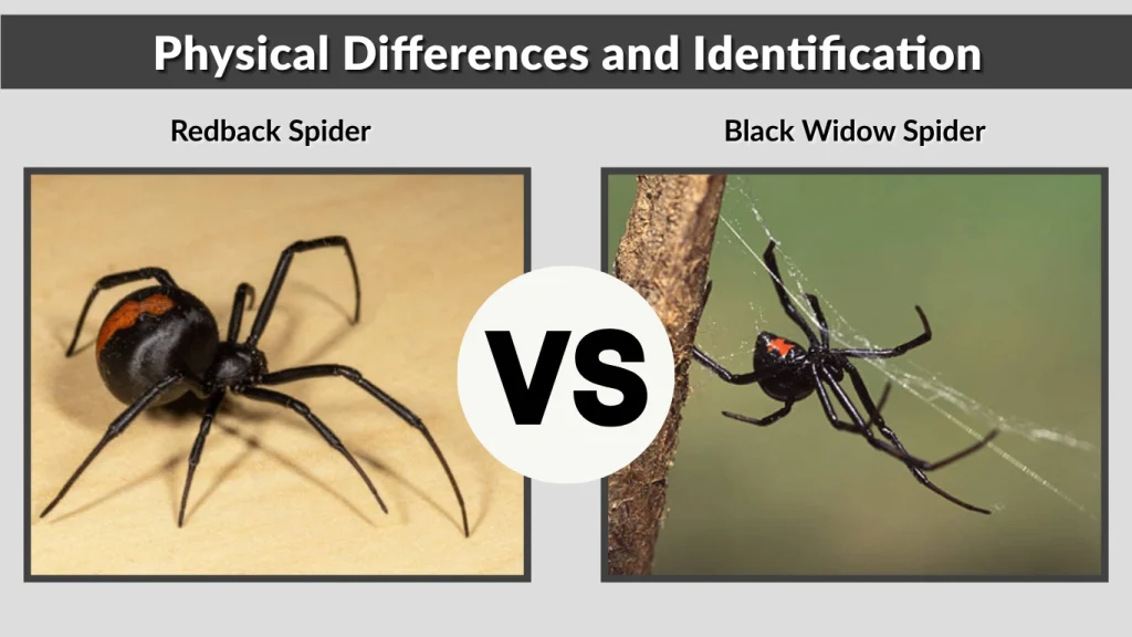Physical Differences and Identification