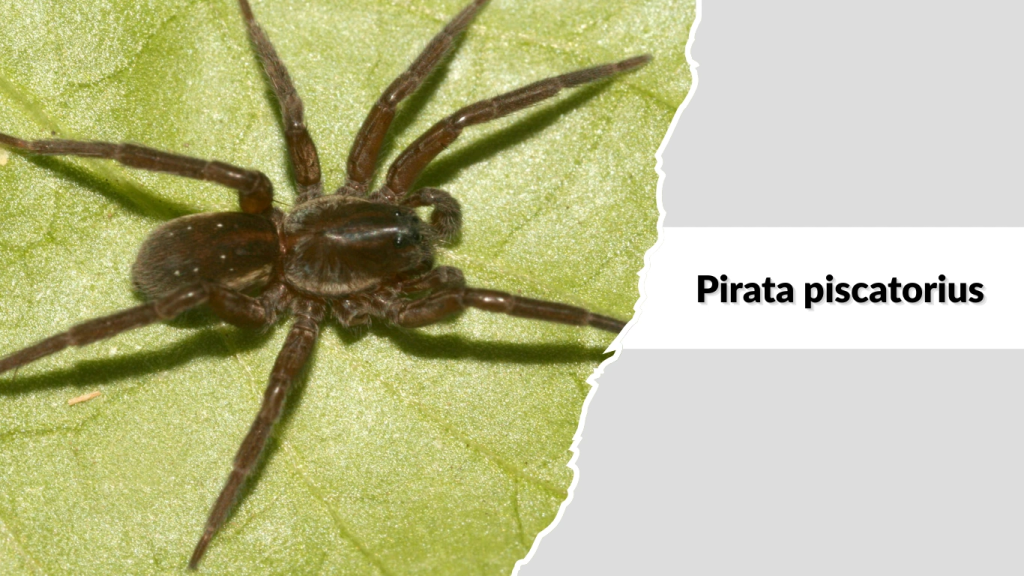 Pirata piscatorius
