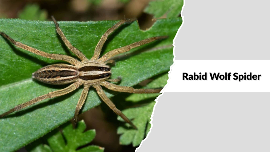 Rabid Wolf Spider